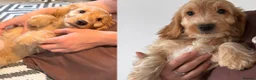 Cockapoo dogs for sale: F1 cockapoo red  - Advert 4