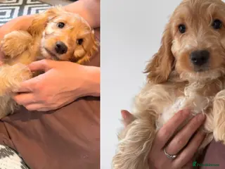 Cockapoo dogs F1 cockapoos 3x red left 🐶 ready now - Advert 5