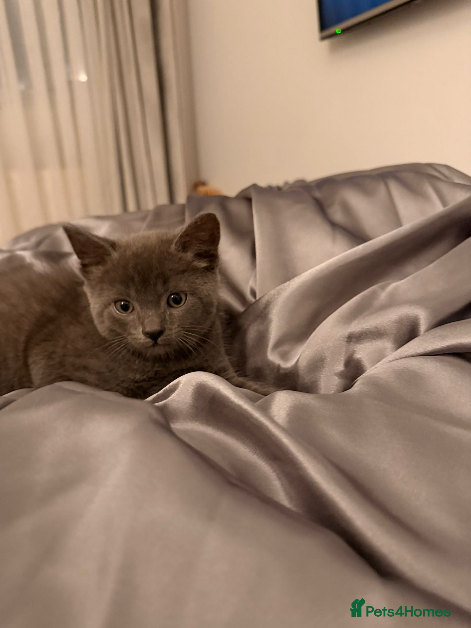 Russian Blue cats British shorthair - Advert 1