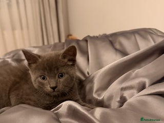 Russian Blue cats British shorthair - Advert 1