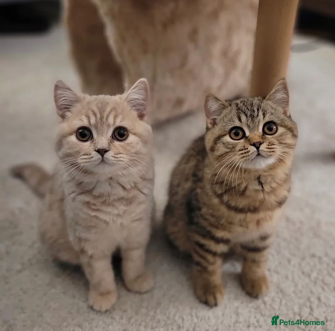 British Shorthair cats for sale: Pedigree tabby British shorthair lilac chocolate  - Advert 6