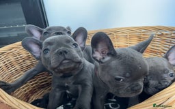 French Bulldog dogs for sale: Solid Blue French Bulldog  - Image 27