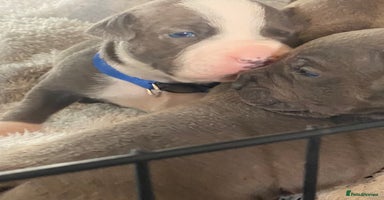 Staffordshire Bull Terrier dogs 7 beautiful blue Staffordshire bull terriers - Advert 9