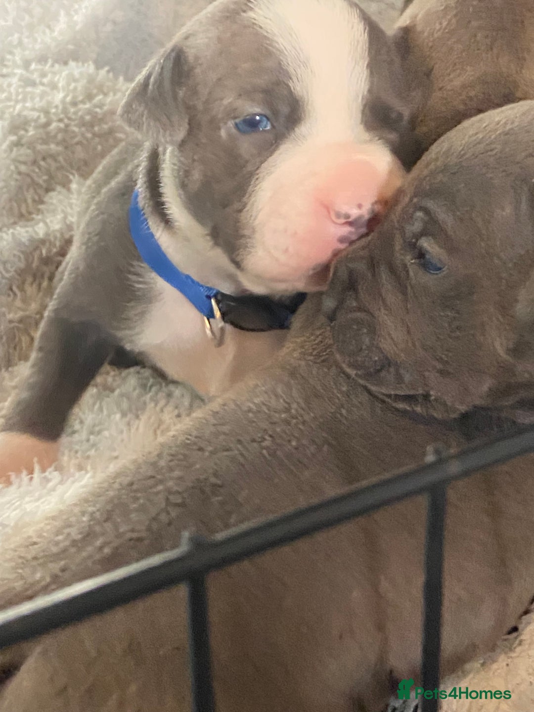 Staffordshire Bull Terrier dogs for sale: 7 beautiful blue Staffordshire bull terriers - Advert 2