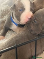 Staffordshire Bull Terrier dogs 7 beautiful blue Staffordshire bull terriers - Advert 7