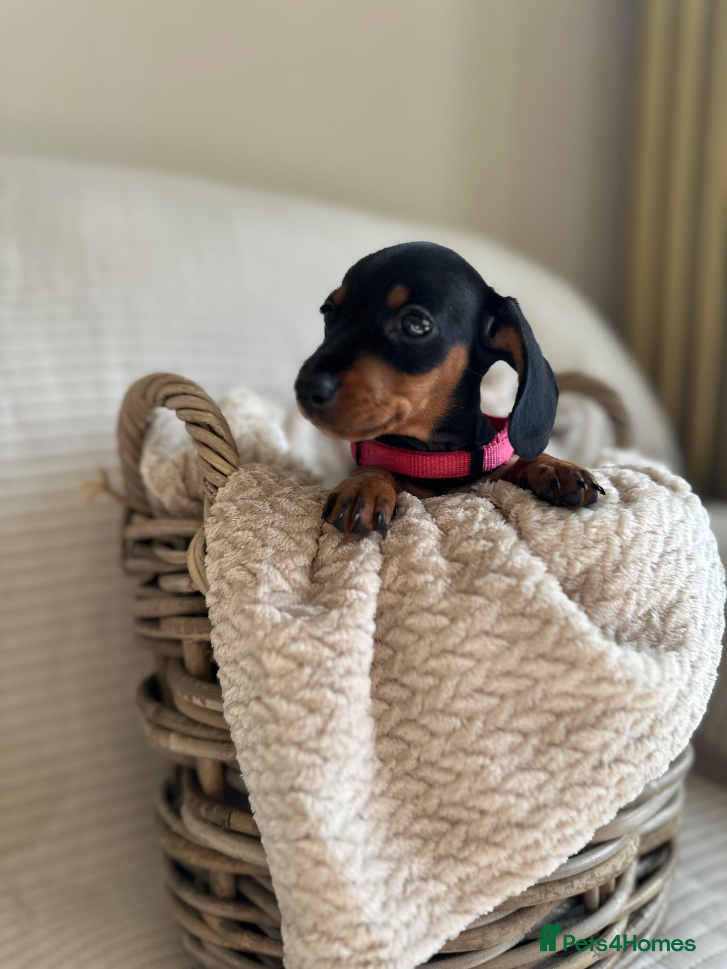 Miniature Dachshund dogs 🐾exceptional KC REGISTERED PRA clear  - Advert 1