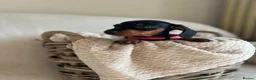Miniature Dachshund dogs for sale: 🐾exceptional KC REGISTERED PRA clear  - Advert 1