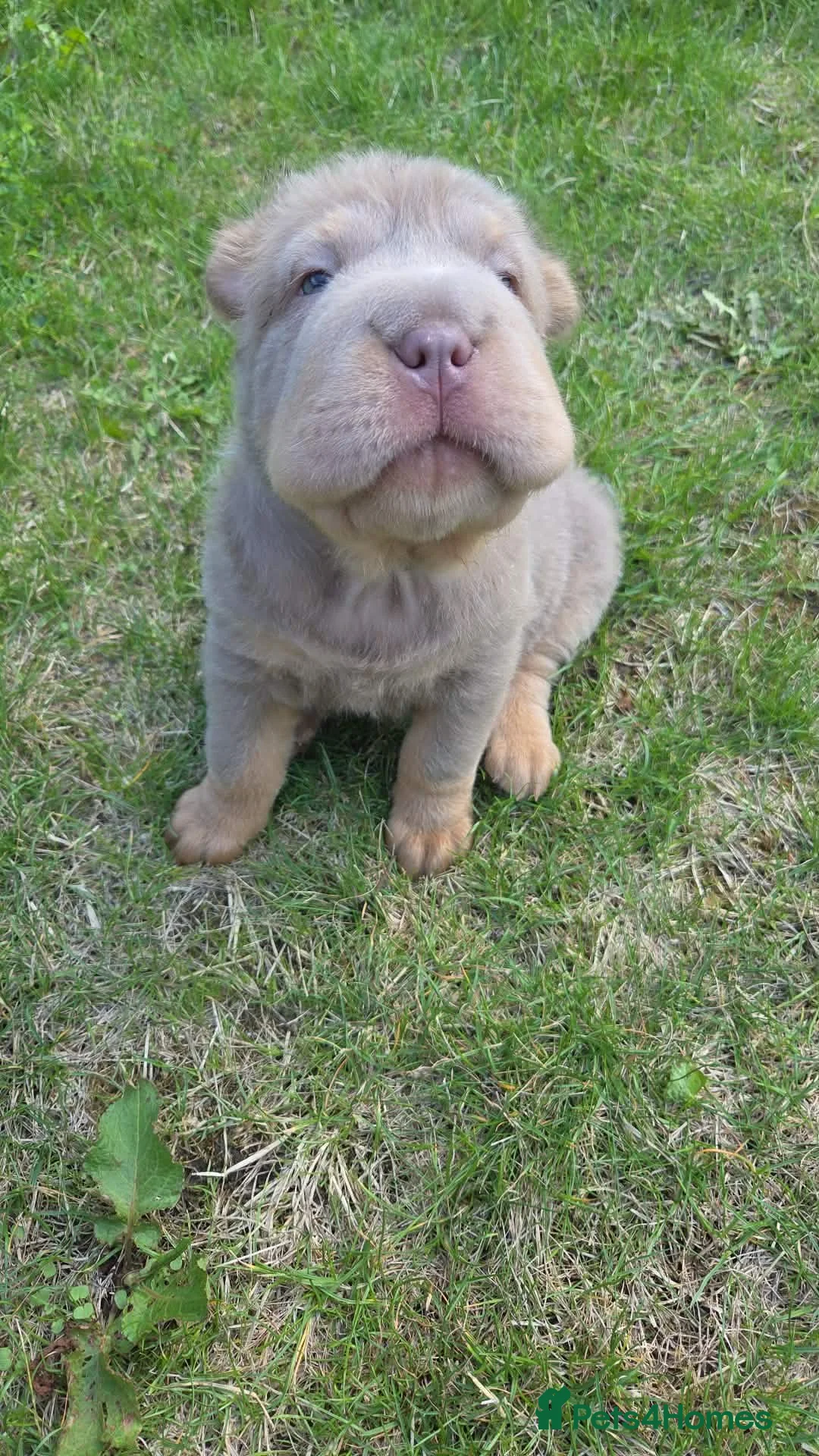 Shar Pei dogs for sale: 5 Shar peis - Advert 2