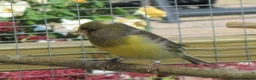 Canaries birds for sale: Gloster Canary Male - Advert 1