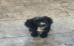 Cocker Spaniel dogs for sale: FINAL REDUCTION working cocker span in Gravesend - Image 19