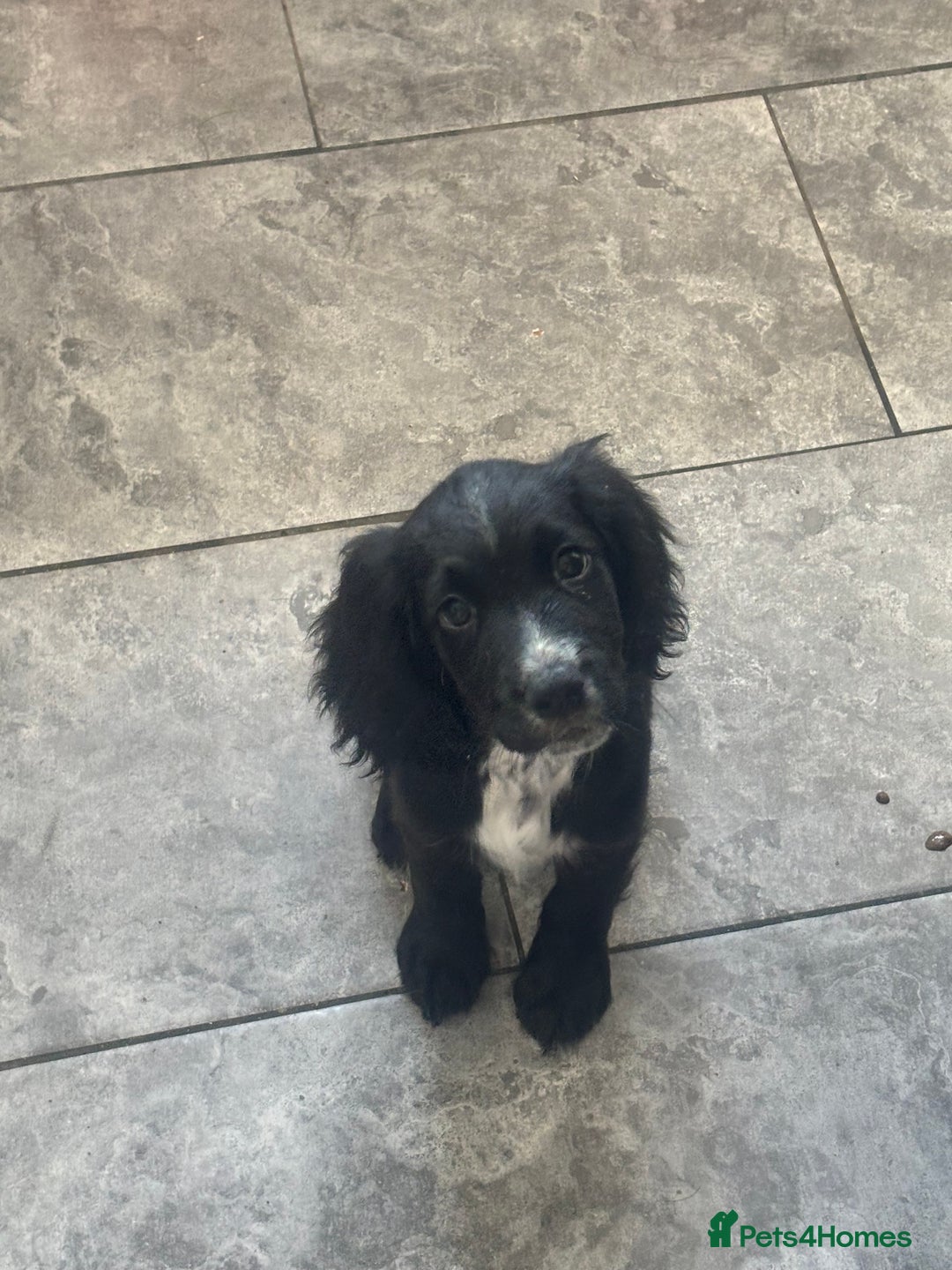 Cocker Spaniel dogs for sale: FINAL REDUCTION working cocker span in Gravesend - Image 19