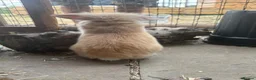 Mini Lion Lop rabbits for sale: Mini lion lop baby bunnies looking for homes  - Advert 9