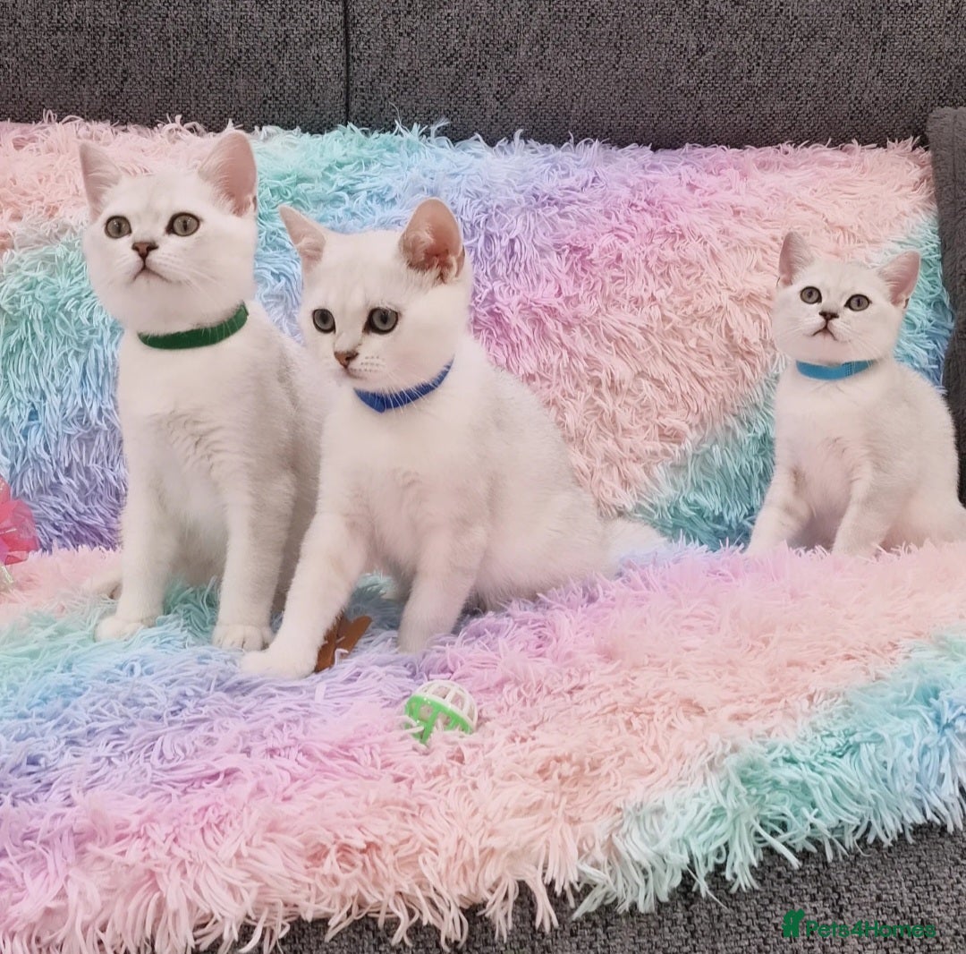 British Shorthair cats for sale: British Shorthair Silver Chinchilla  - Image 33