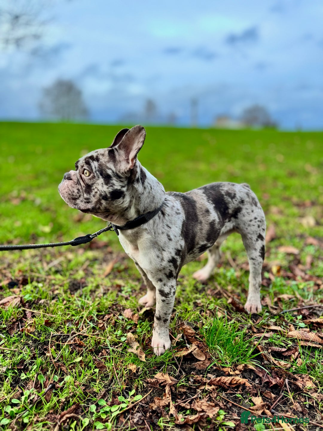 French Bulldog dogs for sale: French bulldog - Advert 12