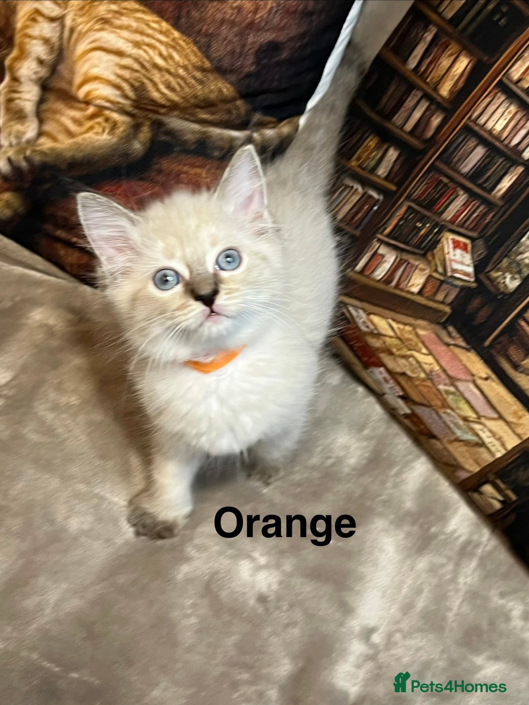 Ragdoll cats for sale: ❤️Amazing Pure Ragdoll Girls Waiting Loving Family - Advert 40