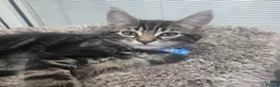 Maine Coon cats for sale: Maine coon cross kittens - Advert 5
