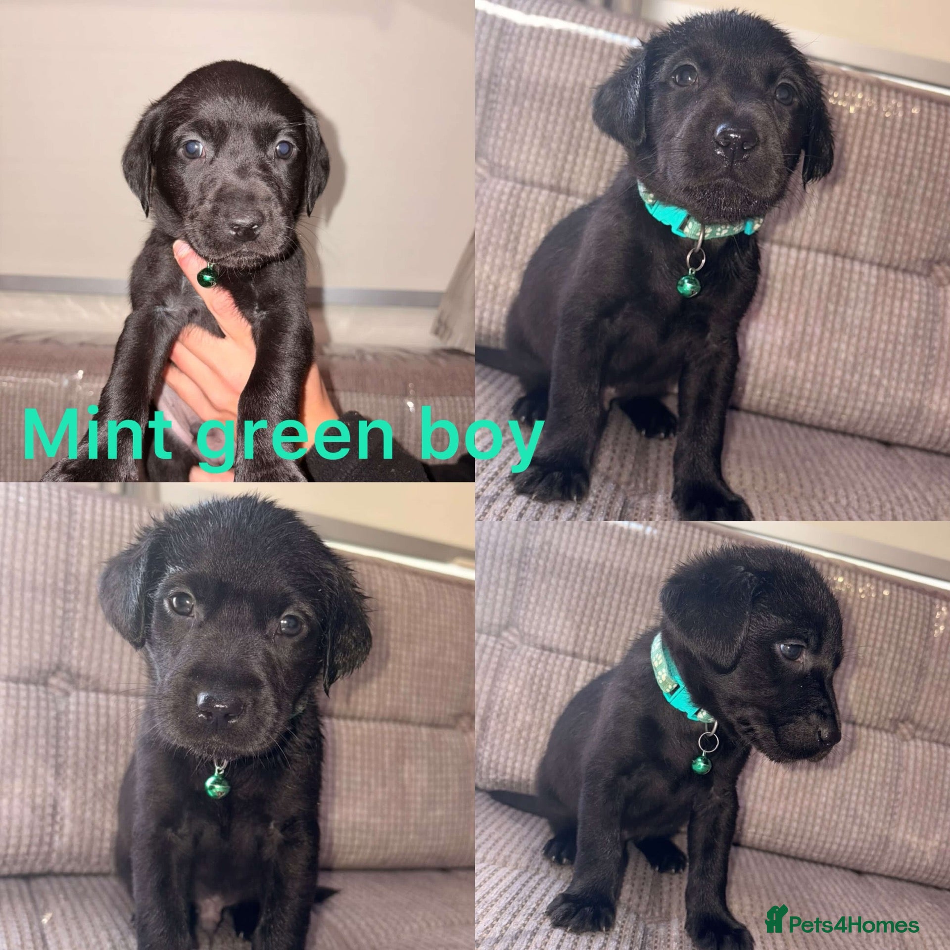 Labrador Retriever dogs Chocolate/Yellow/Black KC Reg Labrador Retrievers  - Advert 2