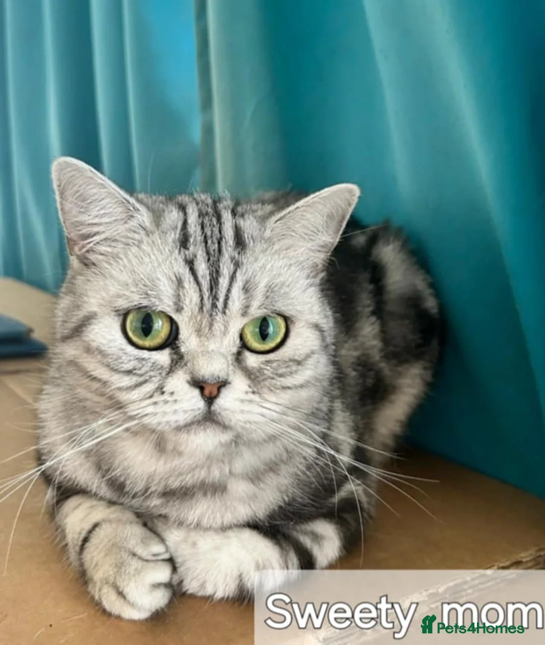 British Shorthair cats for sale: Bsh. Active Silver Classic Tabby. - Advert 6
