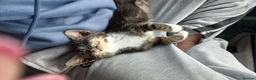 British Shorthair cats for sale: Looking for forever homes now  - Advert 9