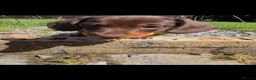 Miniature Dachshund dogs for sale: KC Miniature Dachshunds ready for forever homes - Advert 29