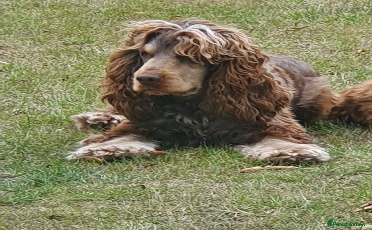Cocker Spaniel dogs Beautiful cocker spaniel  - Advert 2
