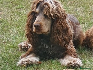 Cocker Spaniel dogs Beautiful cocker spaniel - Advert 10