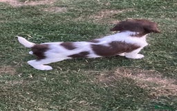 English Springer Spaniel dogs for sale: FTCH sired English Springer Spaniel Puppies - Image 9