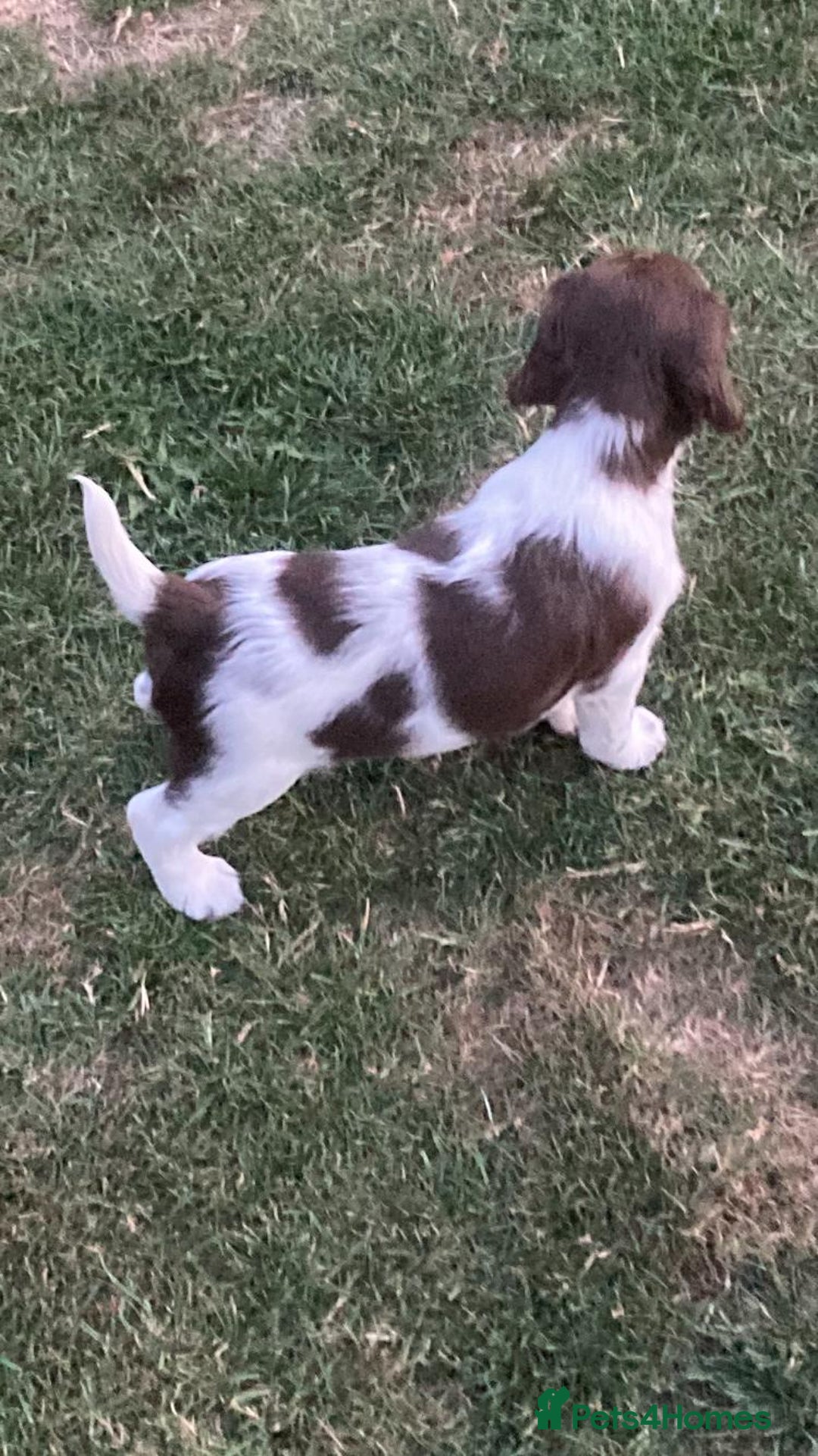 English Springer Spaniel dogs for sale: FTCH sired English Springer Spaniel Puppies - Image 9