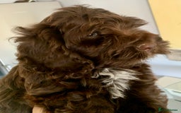 Cockapoo dogs for sale: F1 Cockapoo Puppies. READY NOW - Image 1