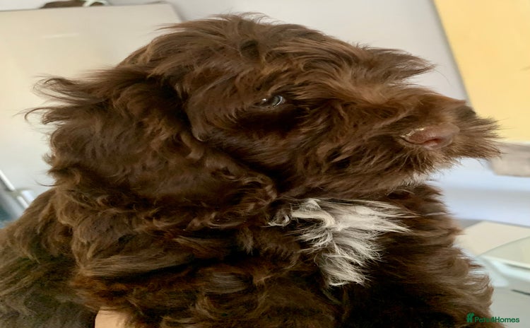 Cockapoo dogs - Advert 3