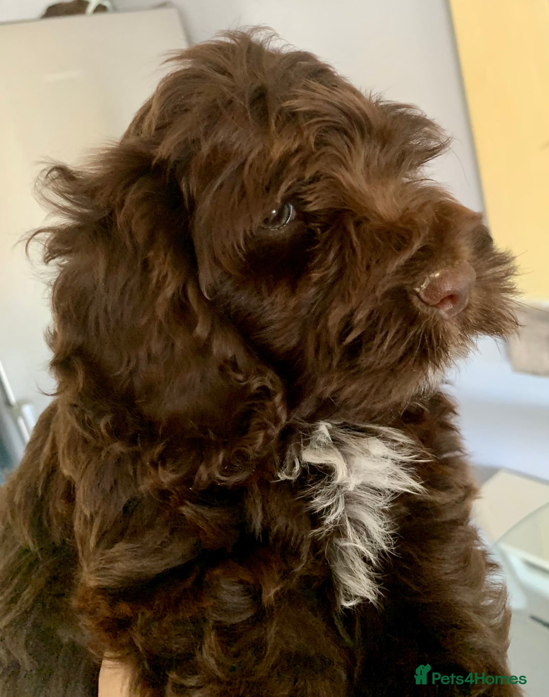 Cockapoo dogs for sale: F1 Cockapoo Puppies. READY NOW - Image 1