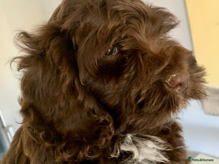 Cockapoo dogs - Advert 4