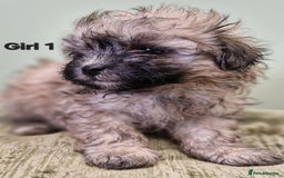 Maltipoo dogs for sale: Maltipoo puppy's - ready august 19th!  - Image 10