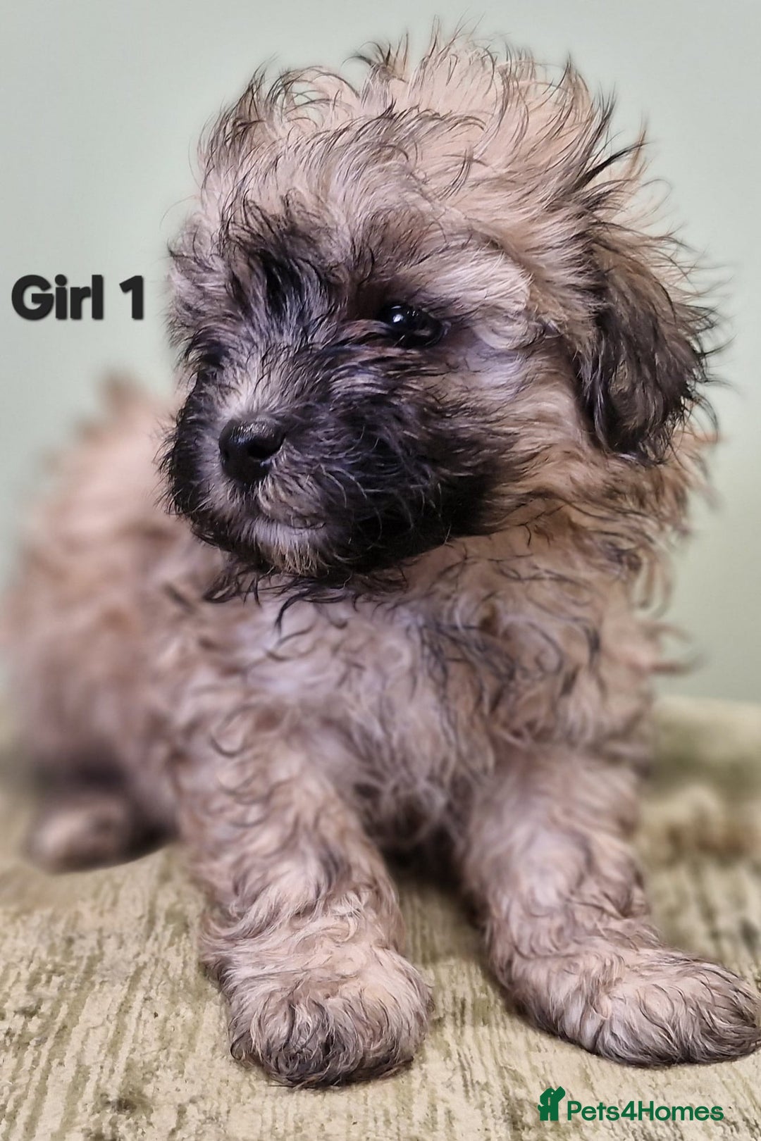 Maltipoo dogs for sale: Maltipoo puppy's - ready august 19th!  - Image 10