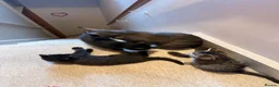 Mixed Breed cats for sale: Boy Kittens Looking for Their Forever Homes - Advert 11