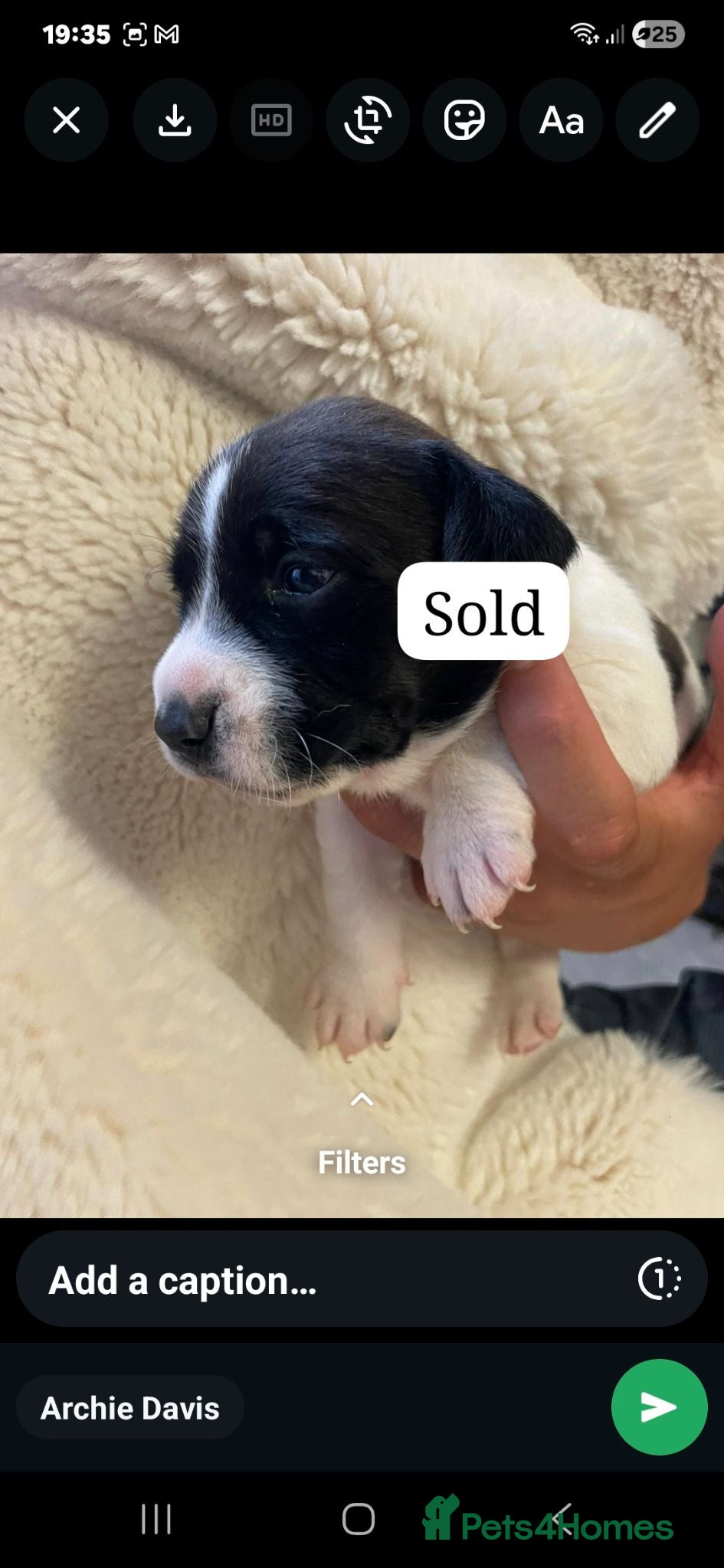 Jack Russell dogs 3 boy Jack russel pups - Advert 2