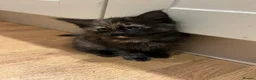 Mixed Breed cats for sale: 4 lovely little kittens - Advert 15