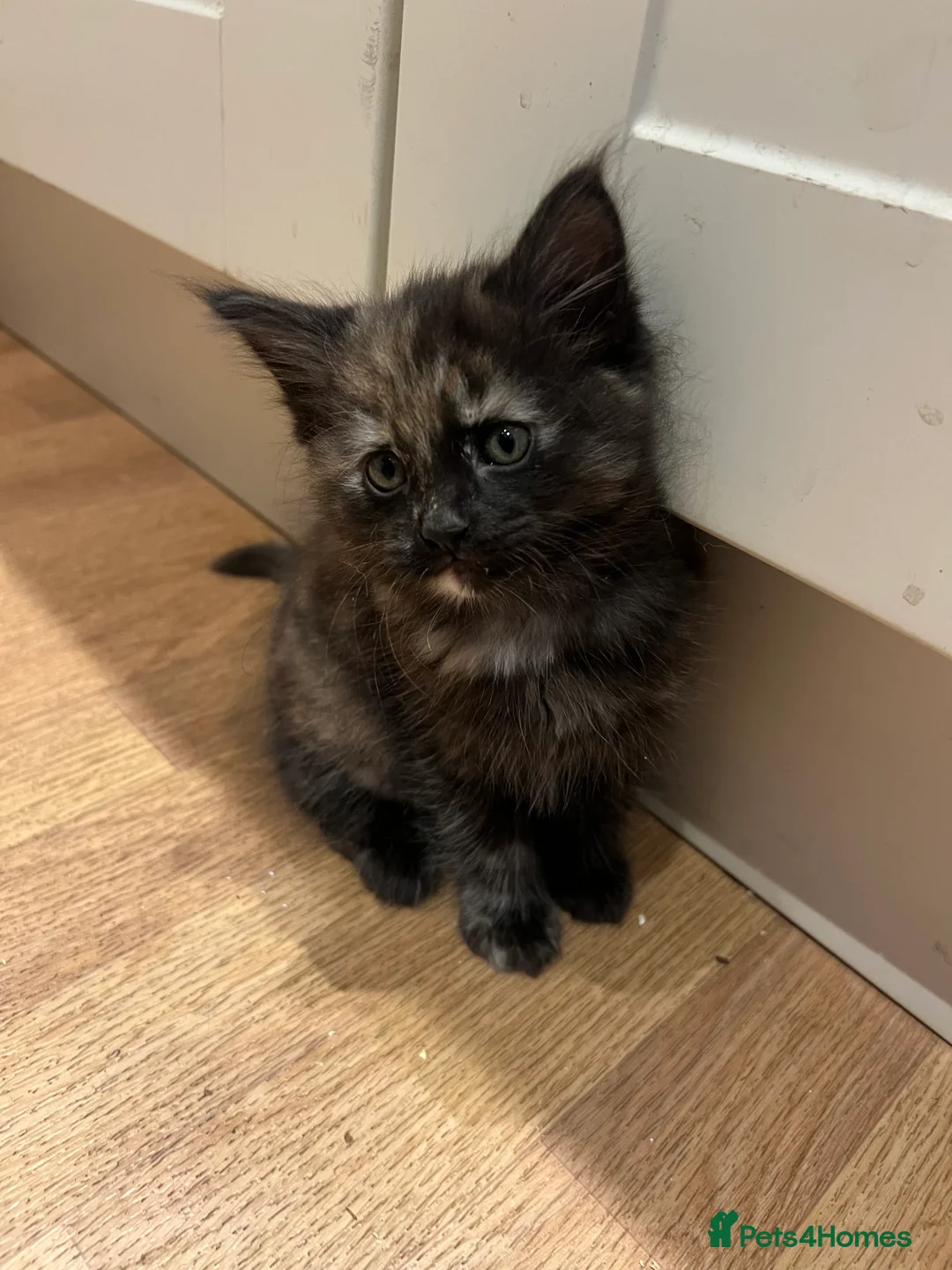 Mixed Breed cats for sale: 4 lovely little kittens - Advert 15