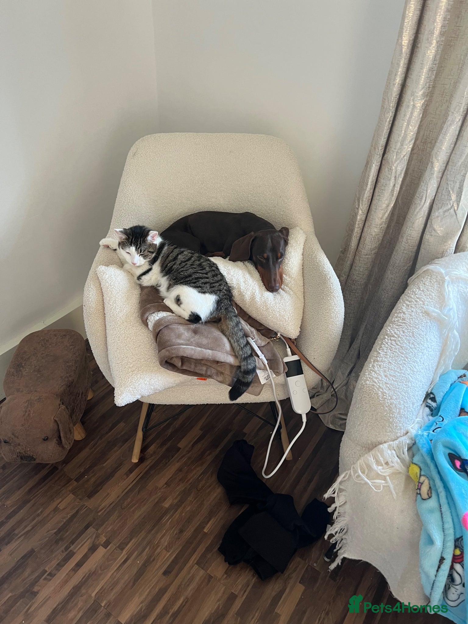 Miniature Dachshund dogs Miniature Dachshund  - Advert 1