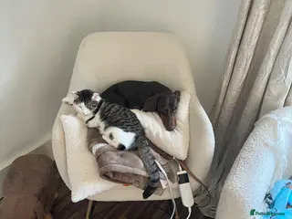 Miniature Dachshund dogs Miniature Dachshund - Advert 1