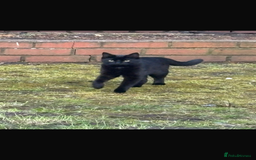 Mixed Breed cats for sale: Last female kitten for sale - Image 4