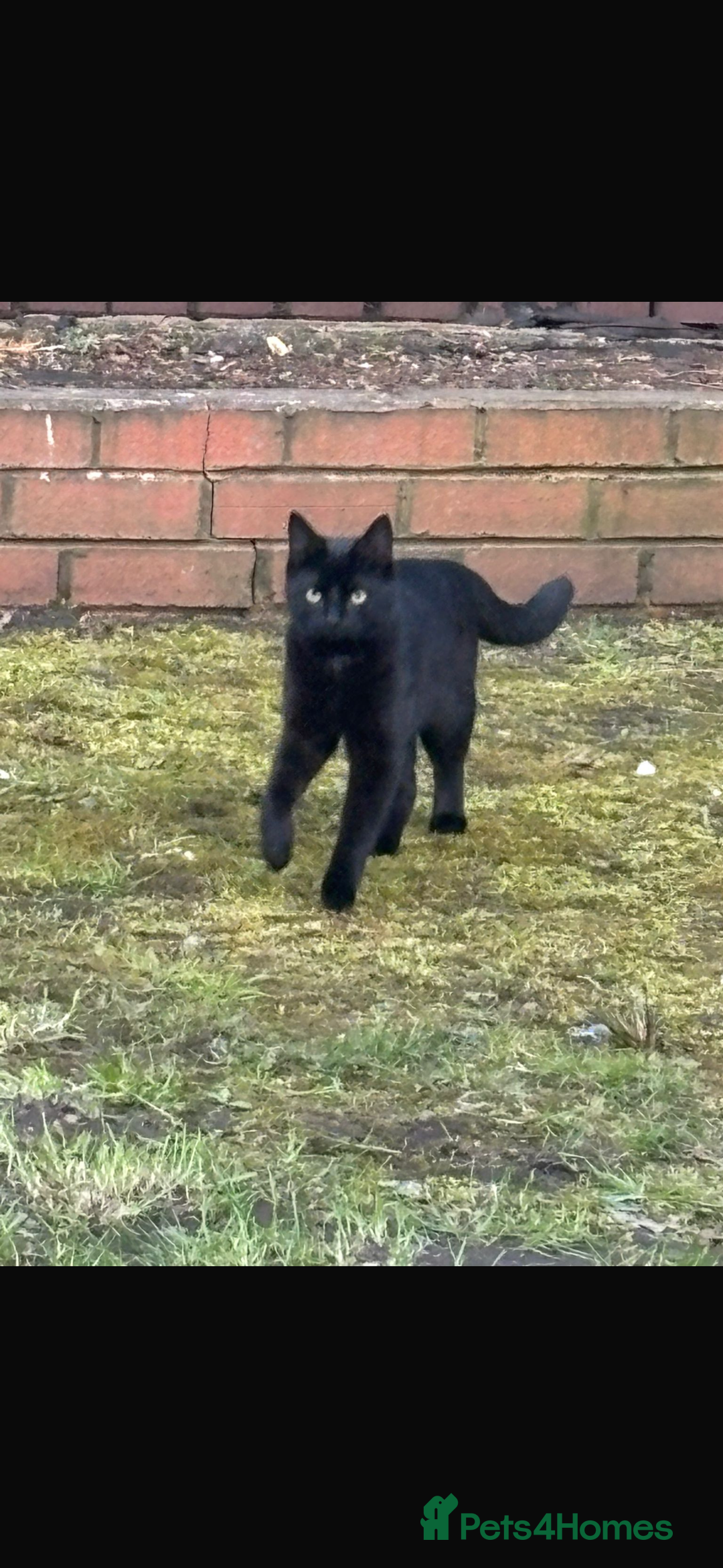 Mixed Breed cats for sale: Last female kitten for sale - Image 4