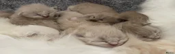 Ragdoll cats for sale: Registered Cheribum Kittens in Glasgow - Advert 3