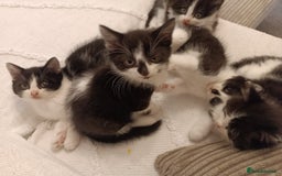 Mixed Breed cats for sale: Three black and white mixed breed kittens  - Image 4