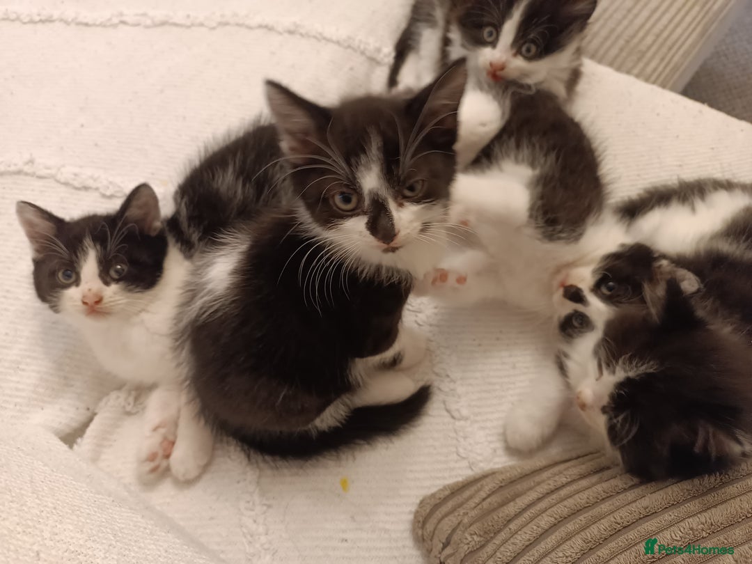 Mixed Breed cats for sale: Three black and white mixed breed kittens  - Image 4