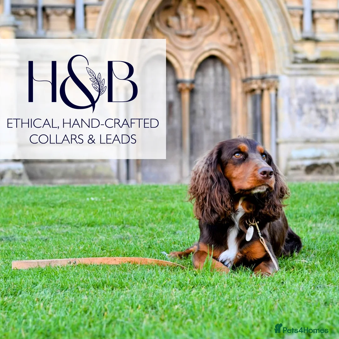 Cocker Spaniel dogs for stud: KC Pedigree Cocker Spaniel FULL DNA TESTS in Bristol - Advert 5