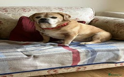 Puggle dogs for adoption: Bertie - kings Lynn Norfolk  - Image 4