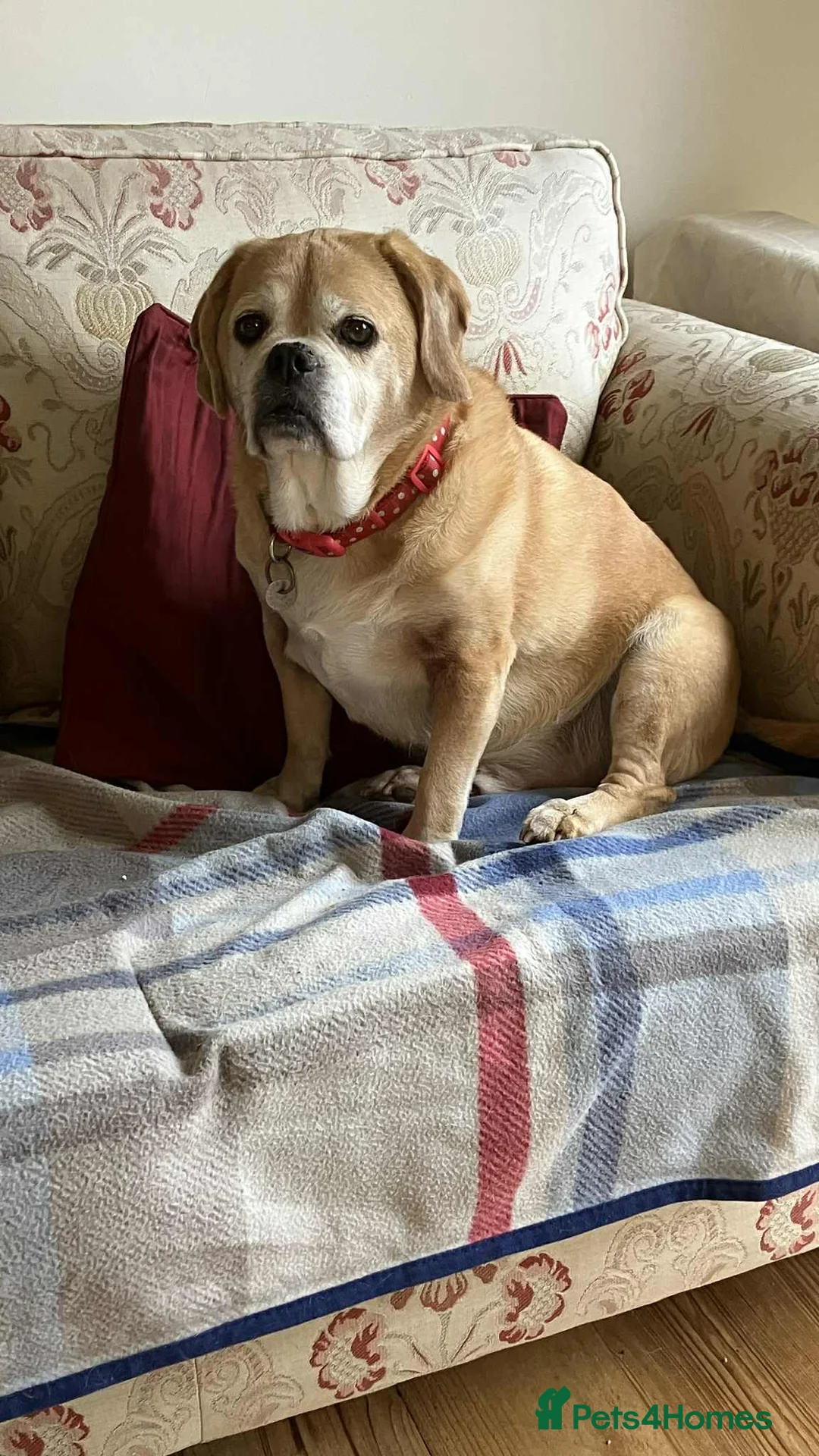 Puggle dogs for adoption: Bertie - kings Lynn Norfolk  - Advert 4