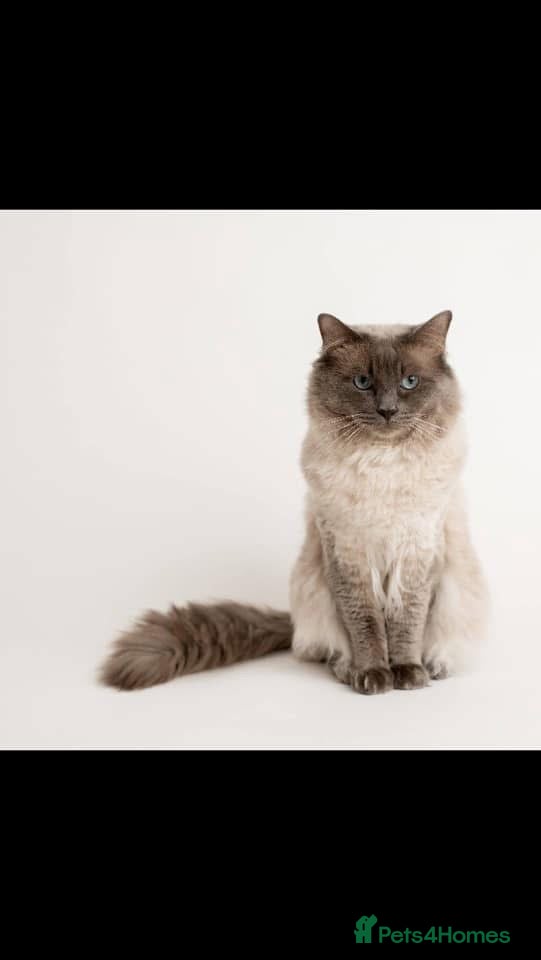 Ragdoll cats Handsome Ragdoll Stud Blue Point chocolate carrier - Advert 4