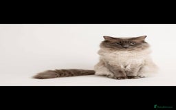 Ragdoll cats for stud: Handsome Ragdoll Stud Blue Point chocolate carrier - Image 1